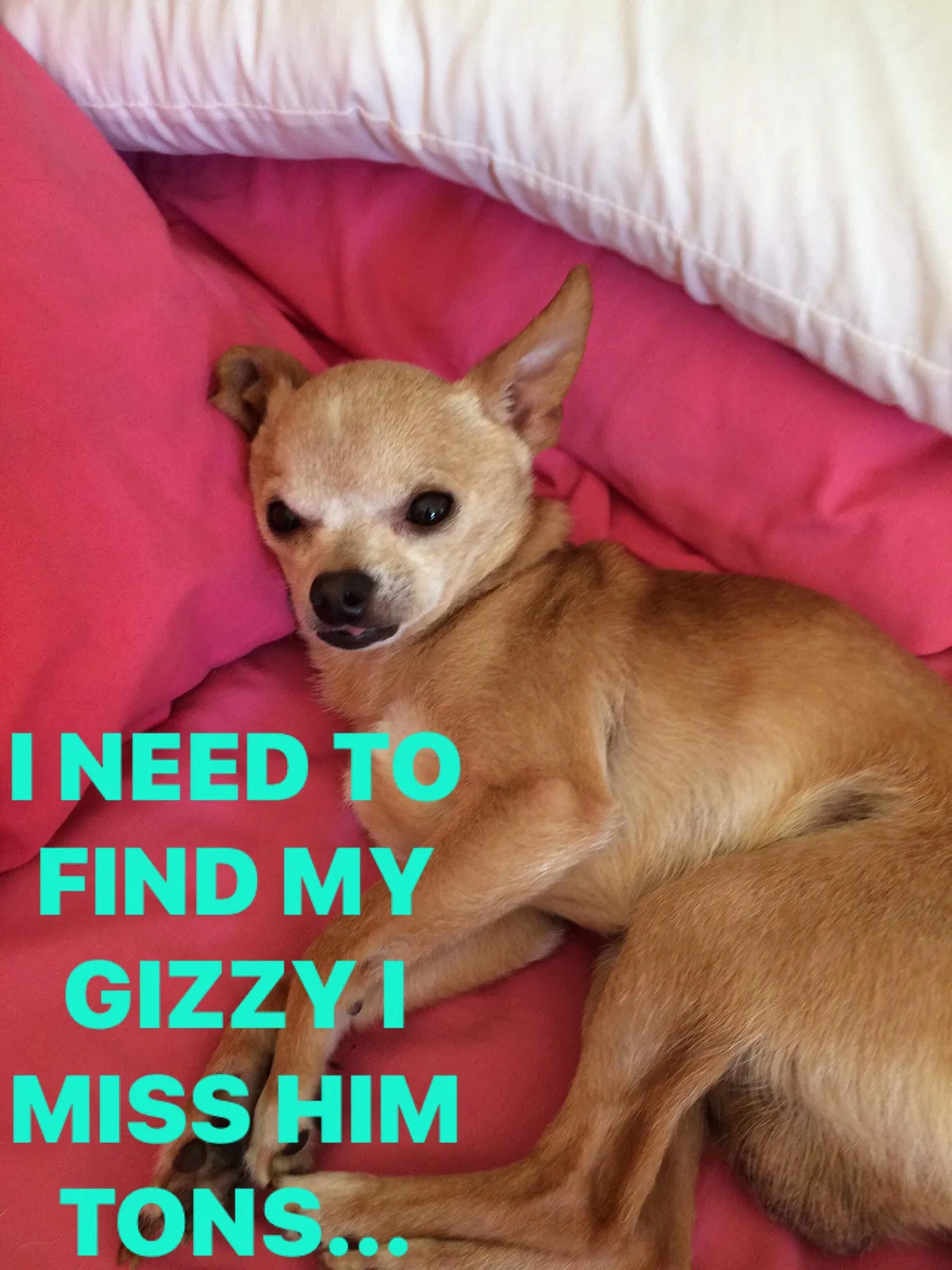 Lost dog in Cantonment, FL, 32533