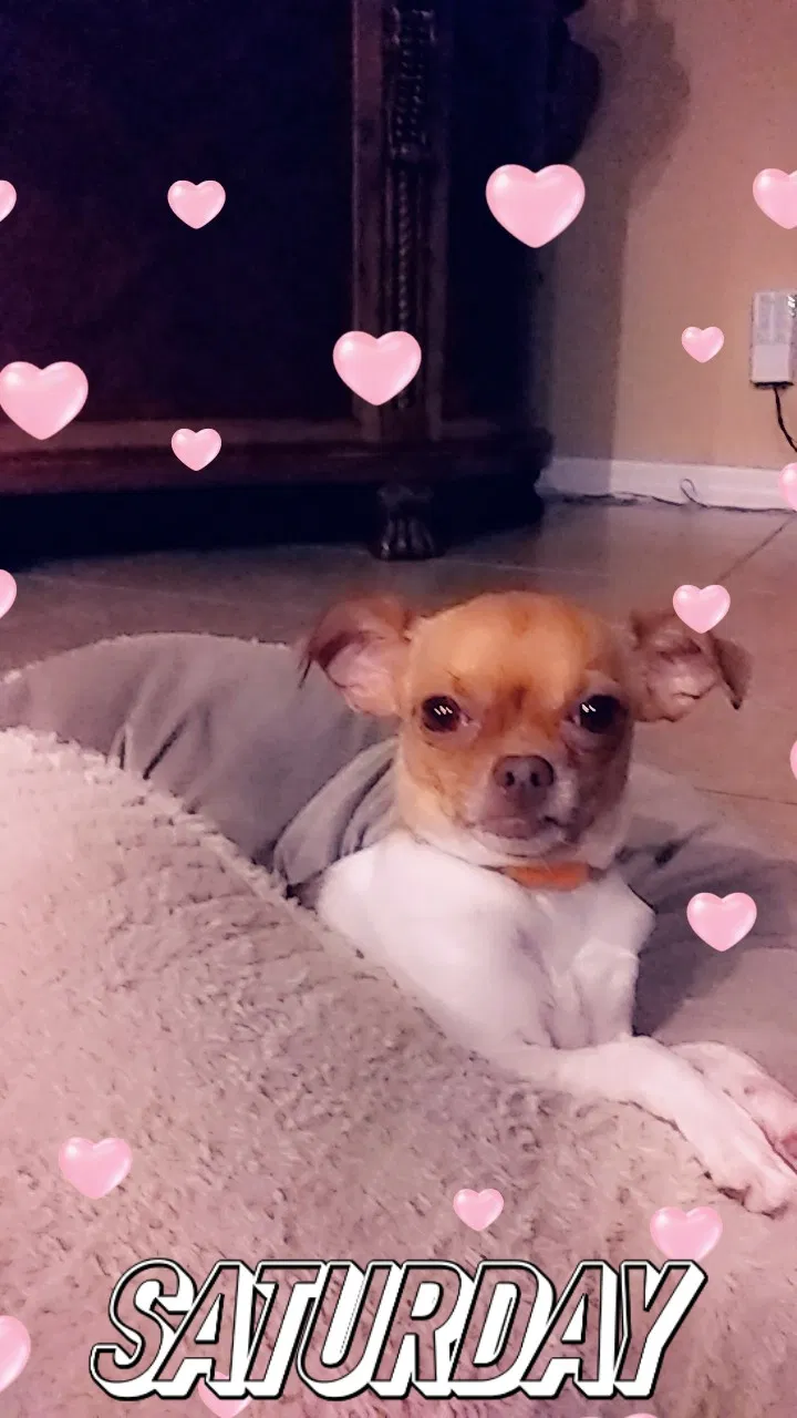 Lost dog in Orlando, FL, 32824