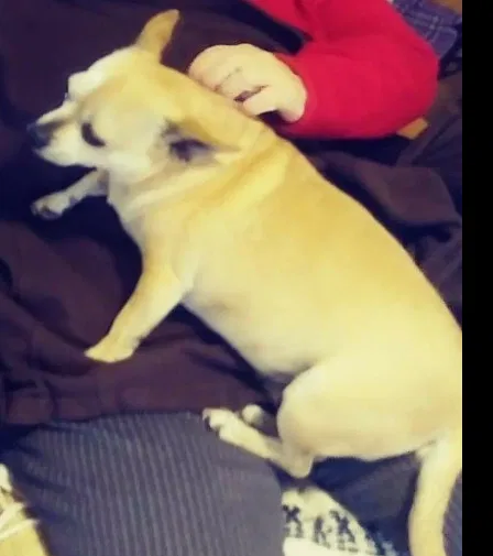 Lost dog in San Angelo, TX, 76903