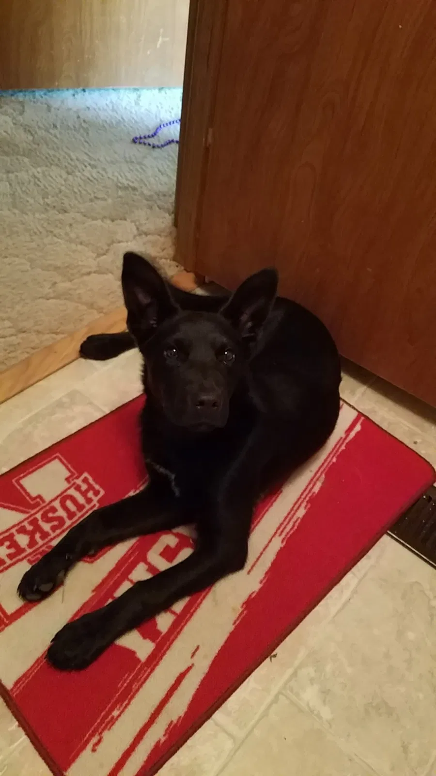 Lost dog in Wellfleet, NE, 69170