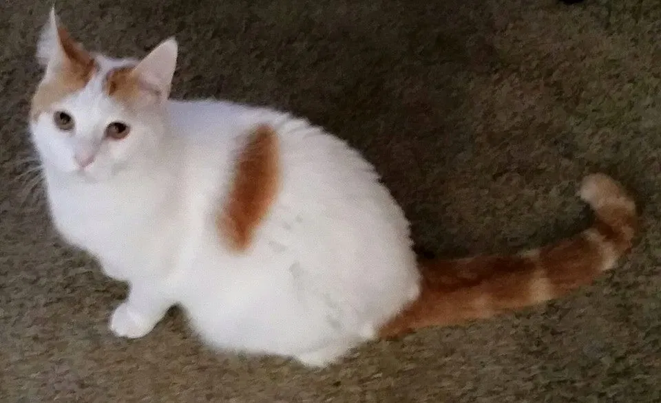 Lost cat in North Port, FL, 34288