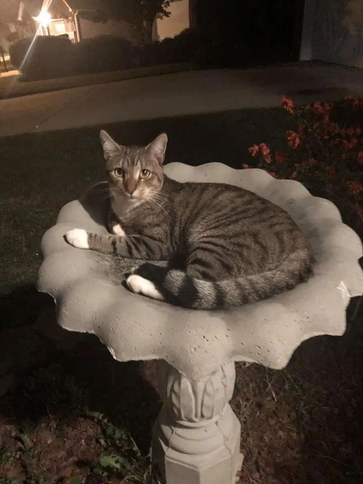 Lost cat in Leeds, AL, 35094