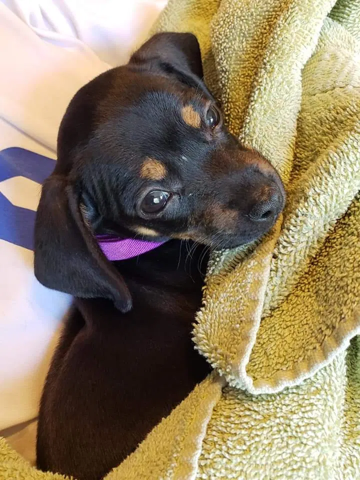 Lost dog in Bowling Green, OH, 43402