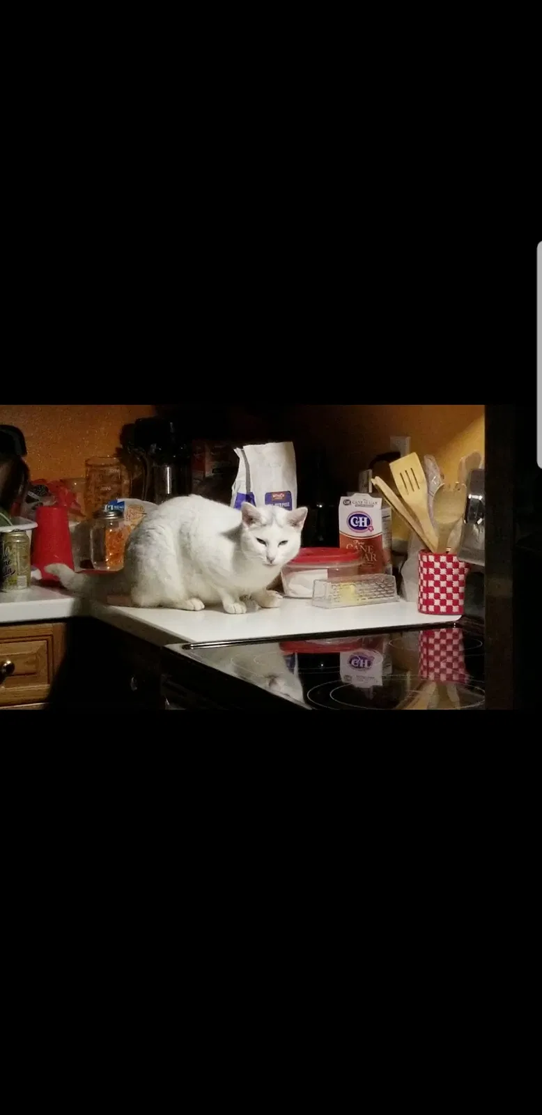 Lost cat in Oregon City, OR, 97045
