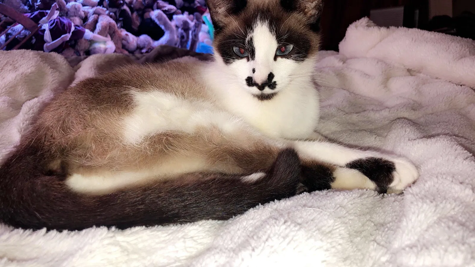 Lost cat in Centerville, GA, 31028