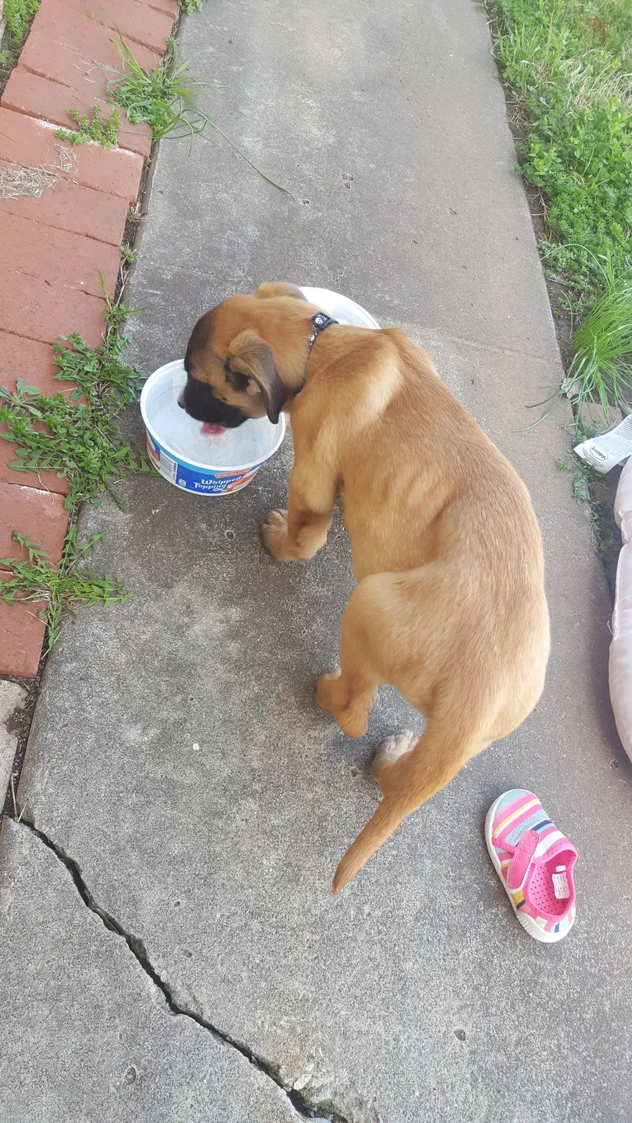 Found dog in Oklahoma City, OK, 73107