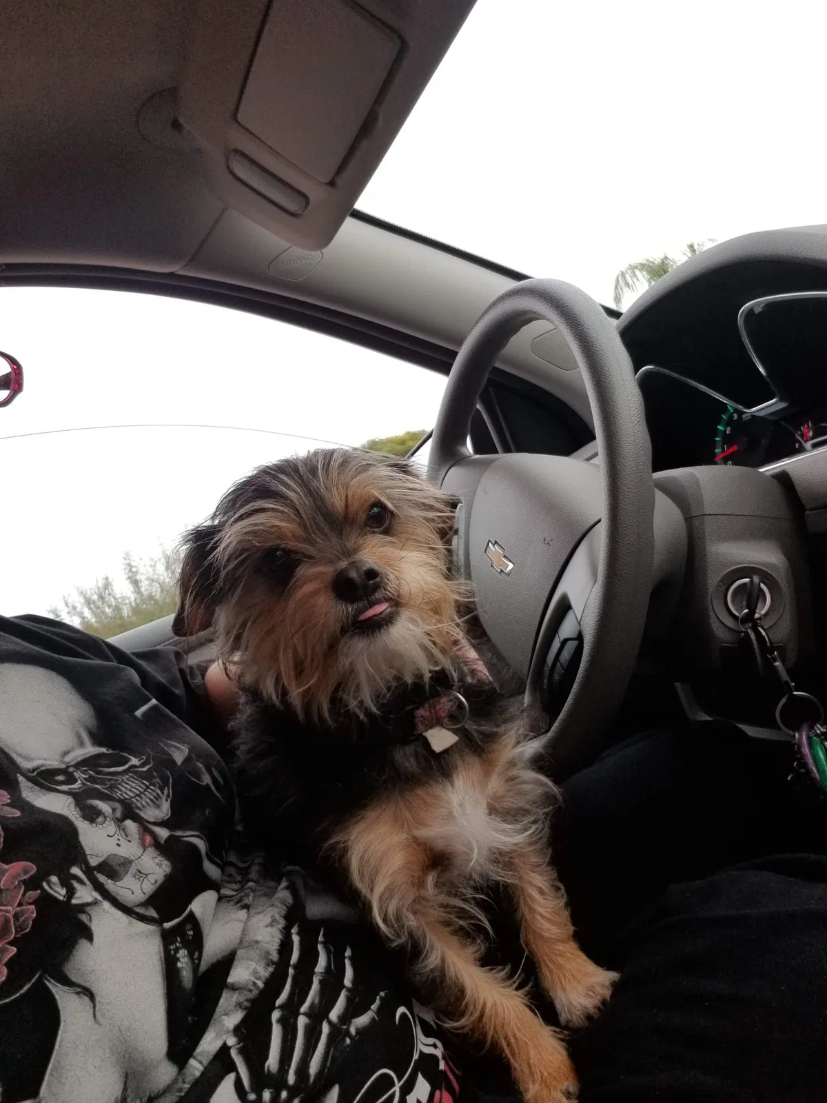 Lost dog in Phoenix, AZ, 85028