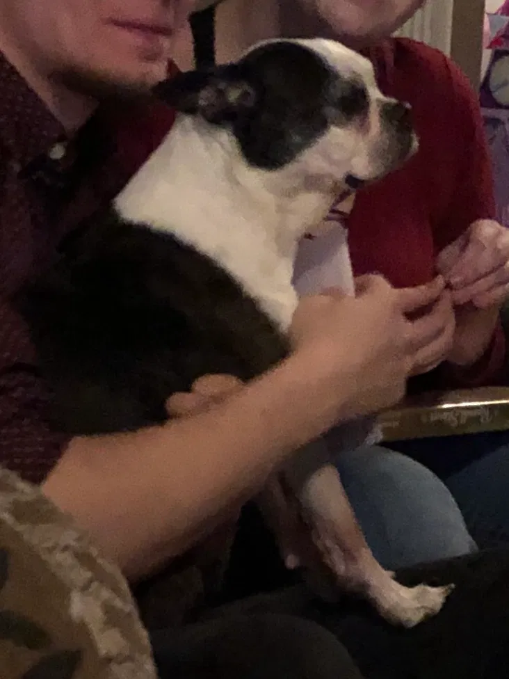 Lost dog in Elkhart, IN, 46514