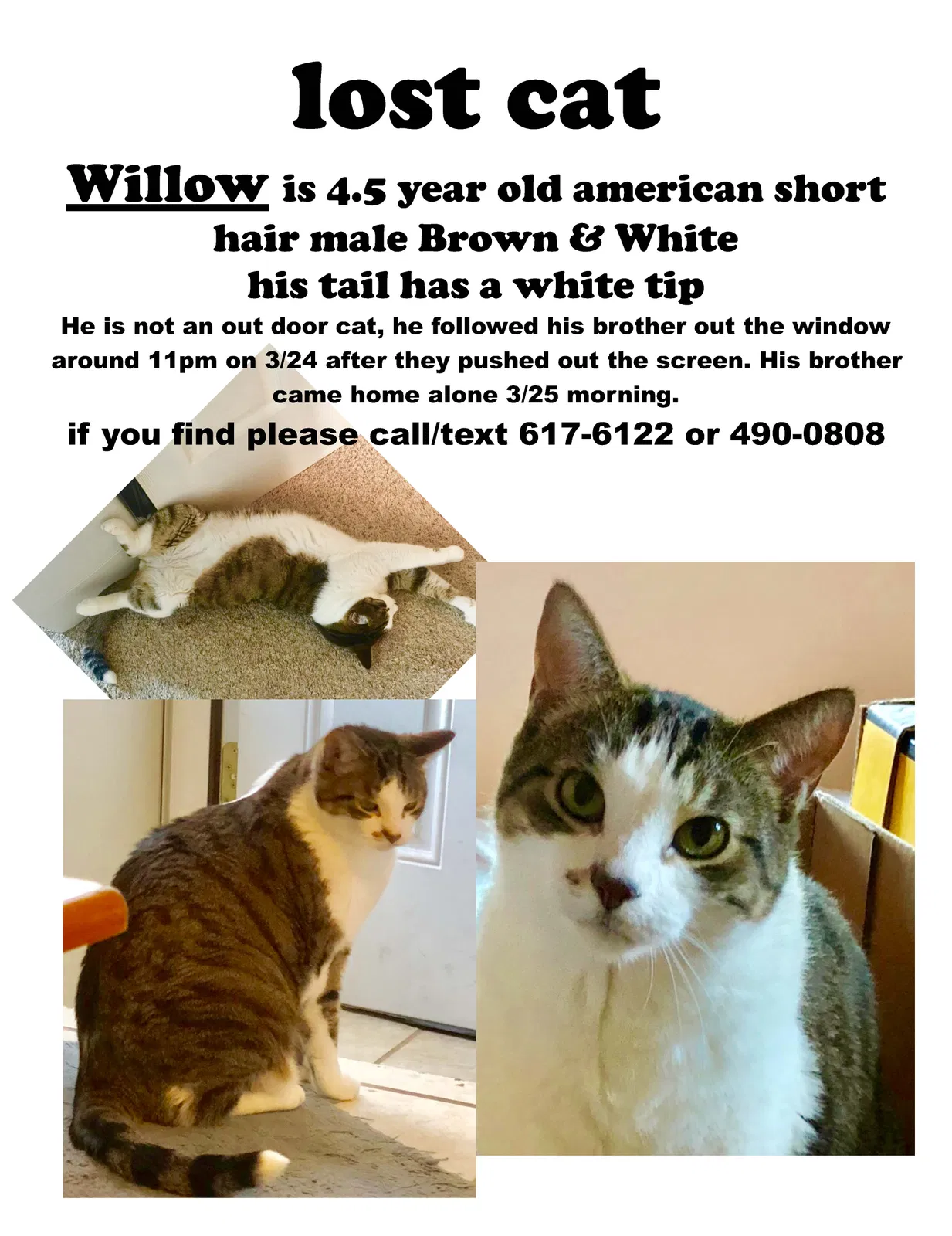 Lost cat in Ferrysburg, MI, 49409