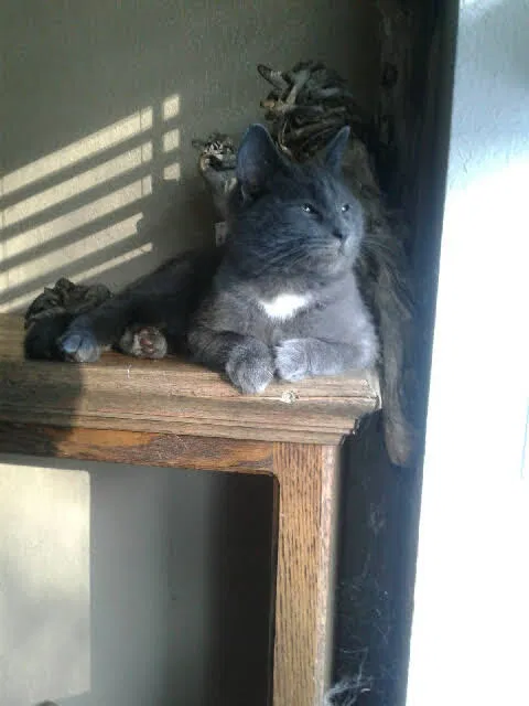 Lost cat in Ferndale, WA, 98248