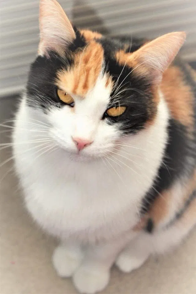 Lost cat in Petersburg, VA, 23803