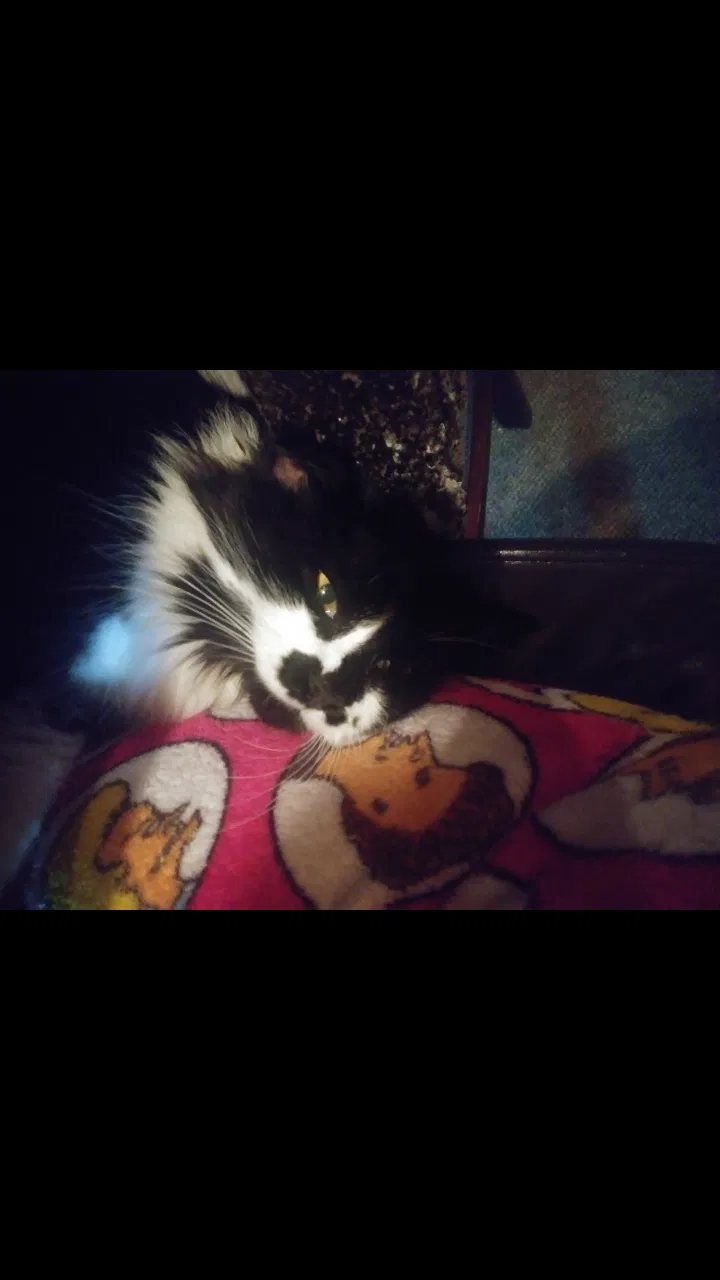 Lost cat in Hopewell, VA, 23860