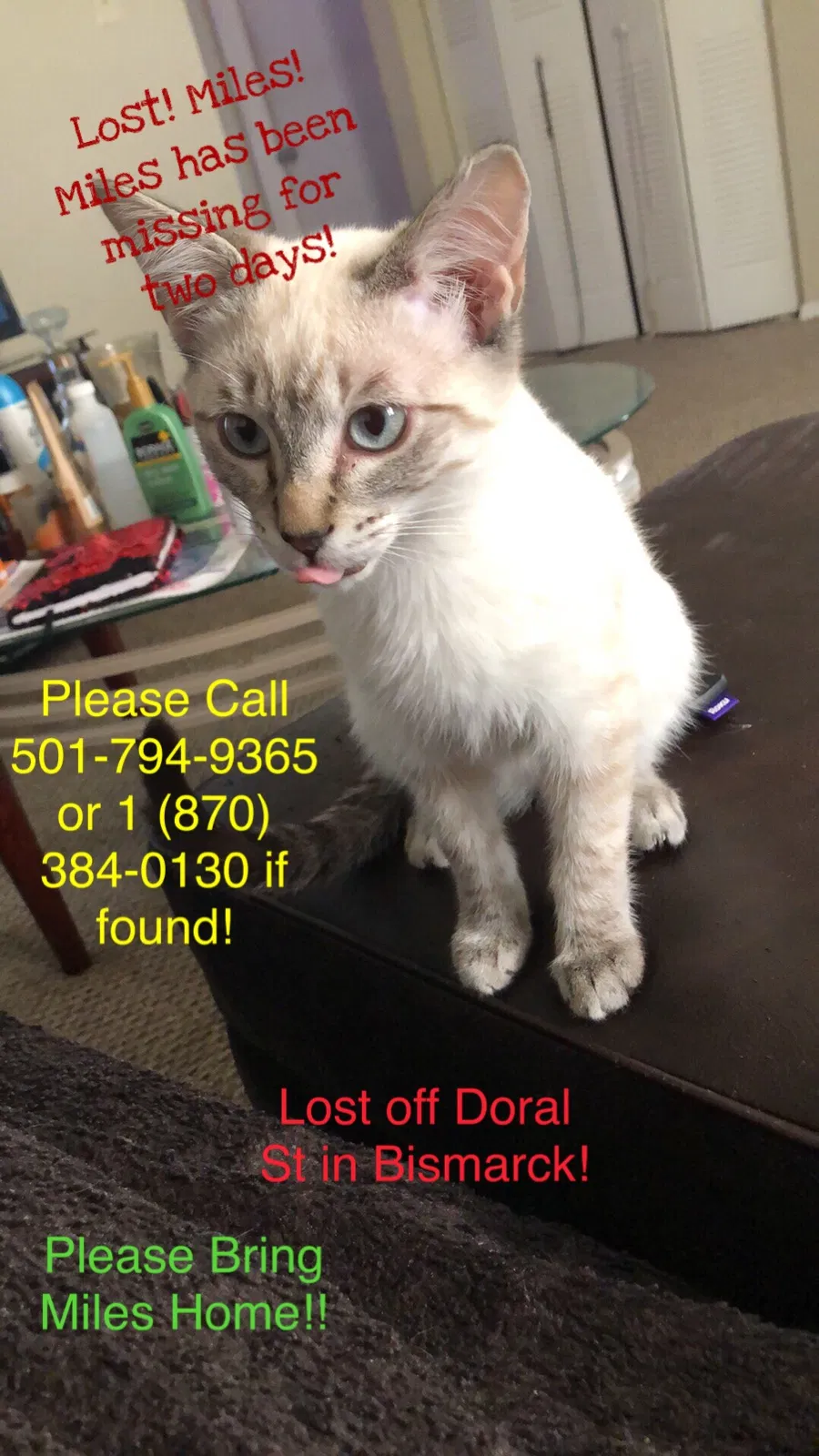 Lost cat in Bismarck, AR, 71929