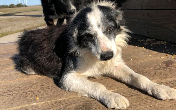 Lost dog in Birds Landing, CA, 94512