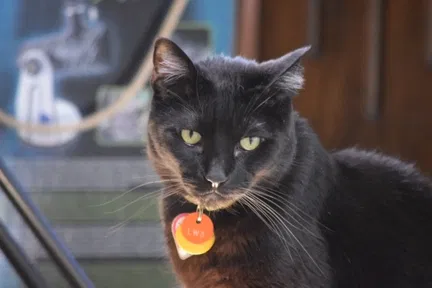 Lost cat in Seal Beach, CA, 90740