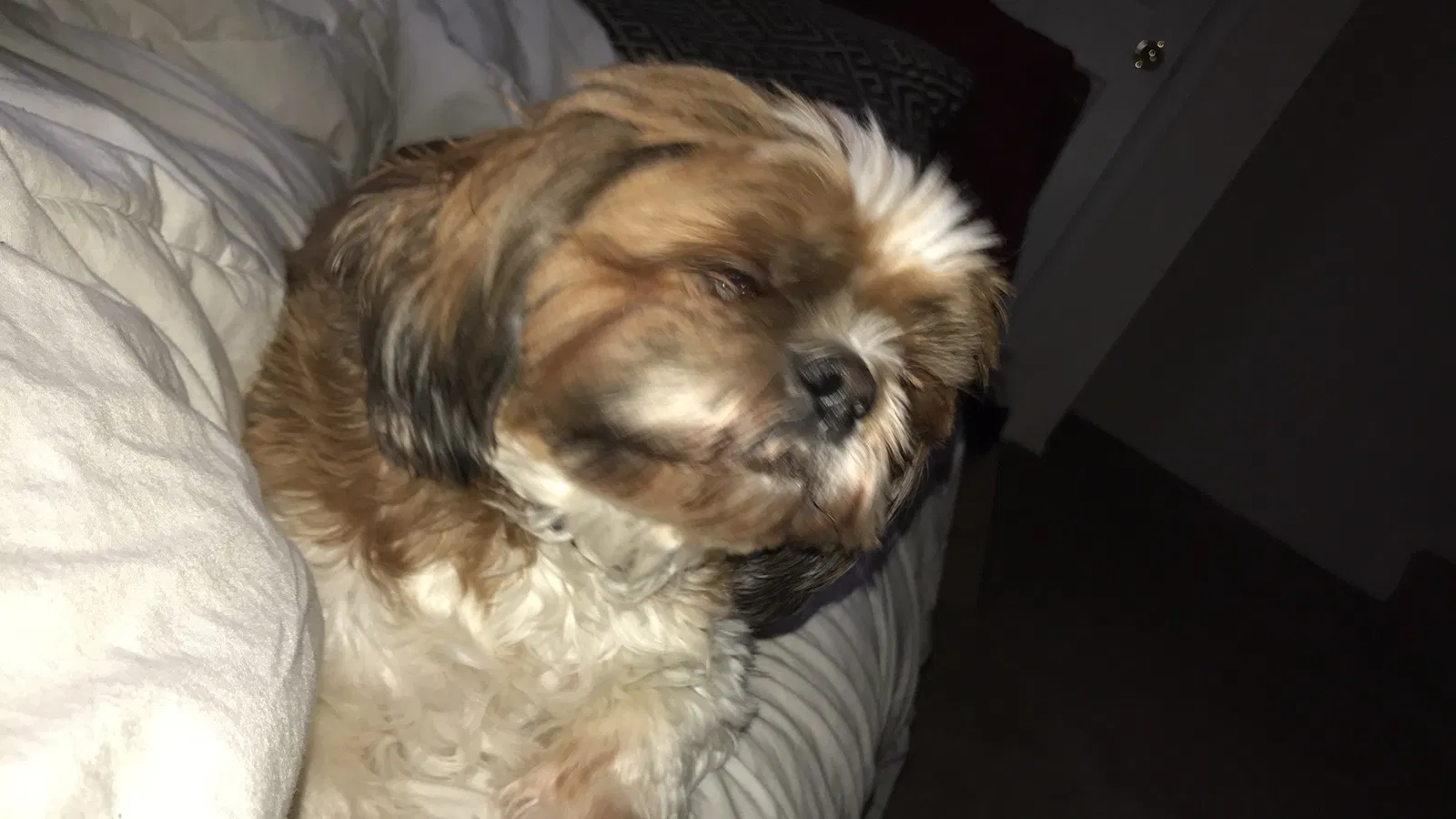 Lost dog in Woodbridge, VA, 22191