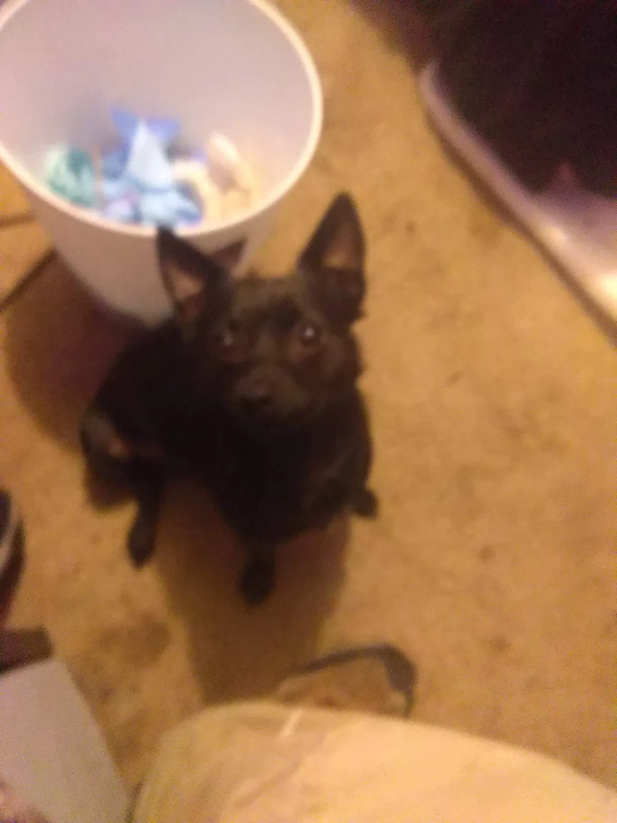 Lost dog in Lexington, NC, 27295
