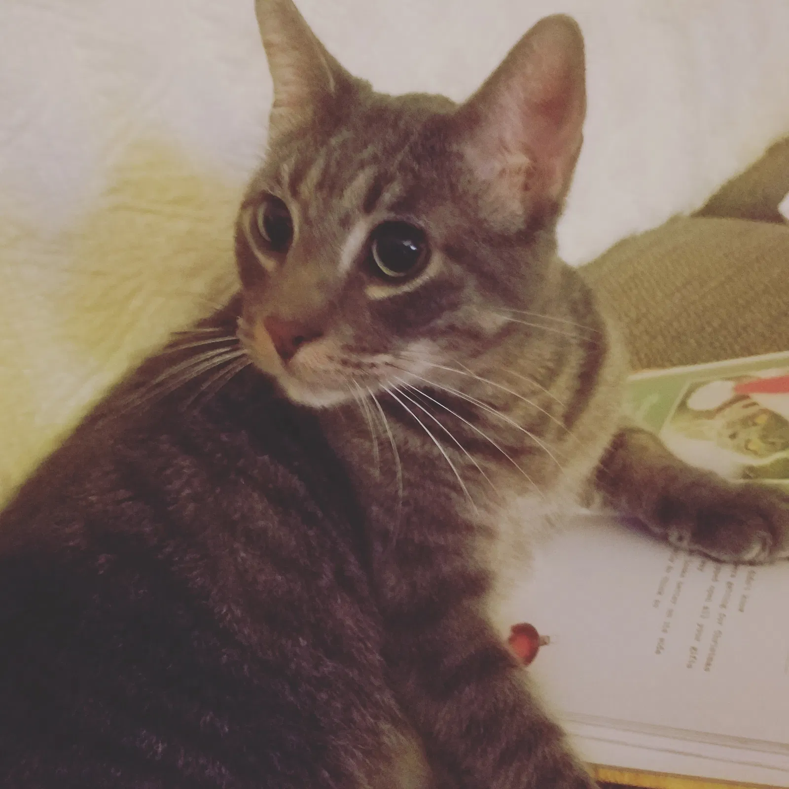 Lost cat in San Antonio, TX, 78247