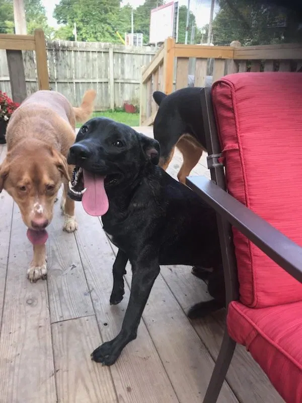 Lost dog in Kansas City, MO, 64131