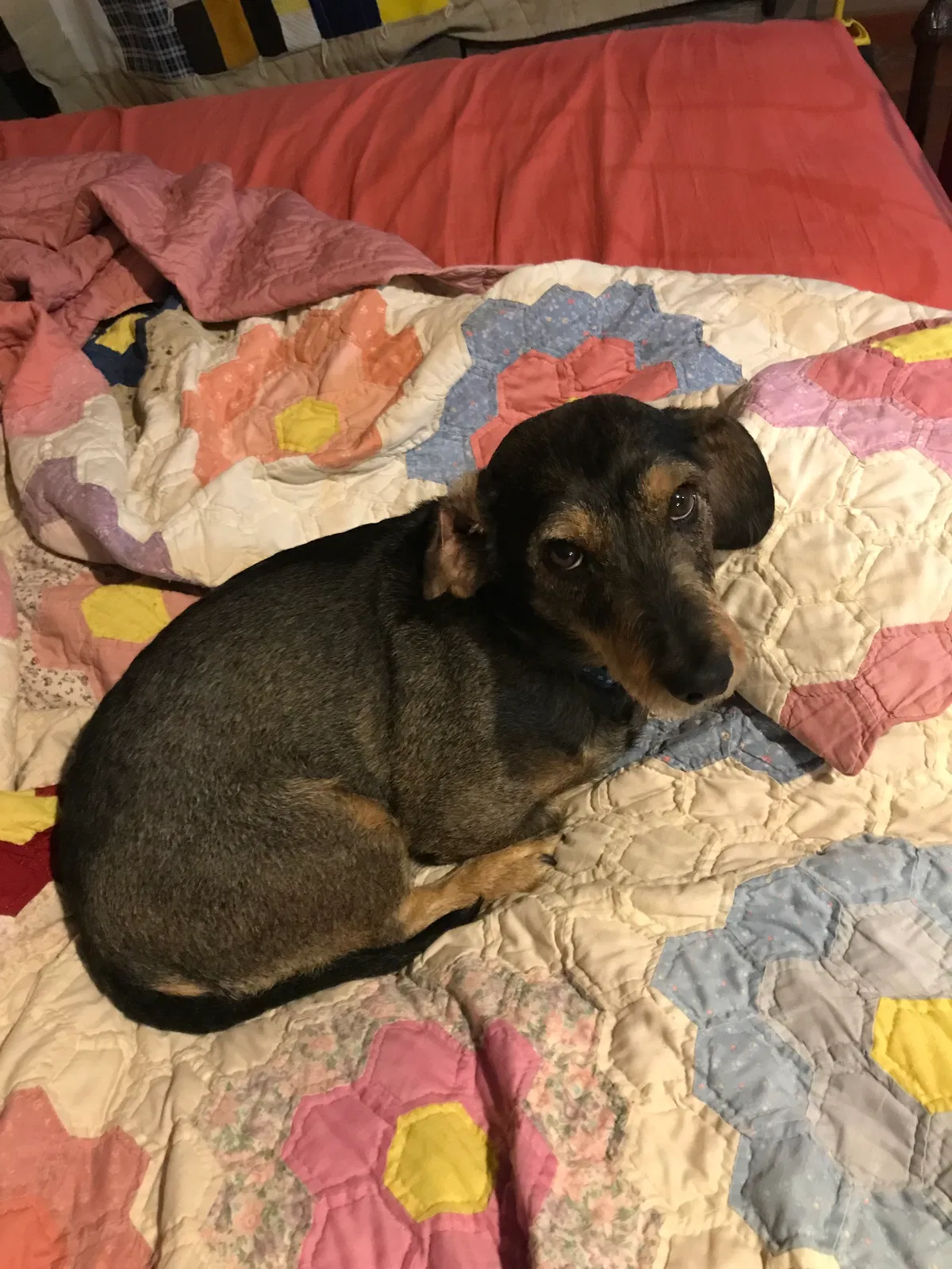 Lost dog in Fairfield, CA, 94533