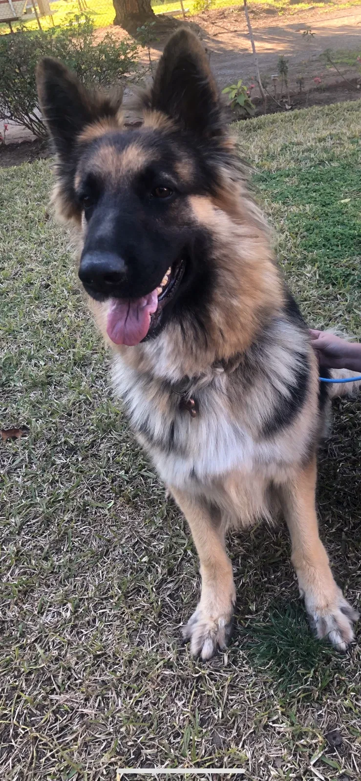 Lost dog in Riverside, CA, 92505