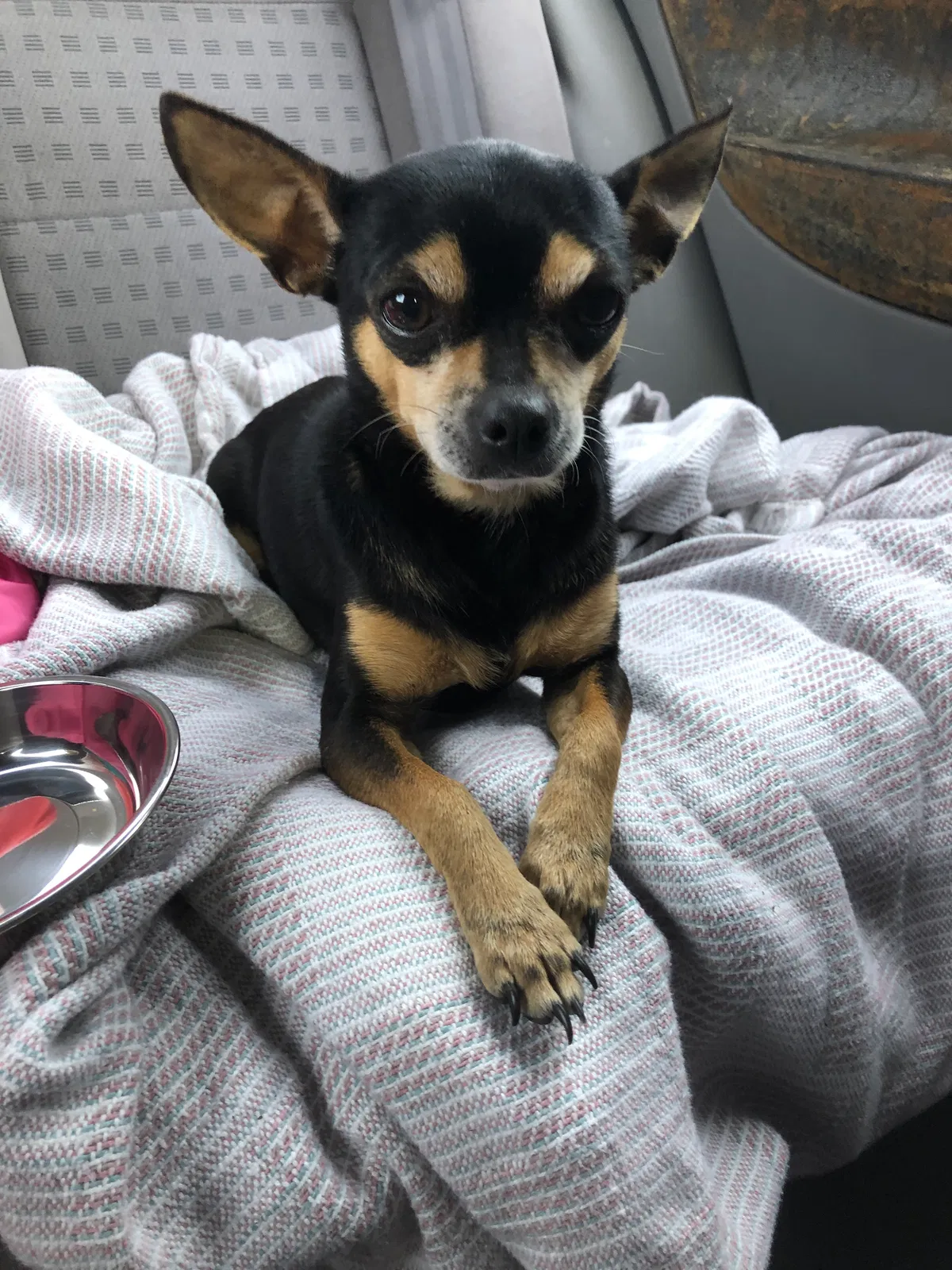 Lost dog in Orlando, FL, 32826