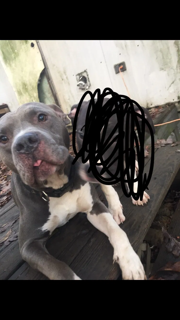 Lost dog in Denver, NC, 28037