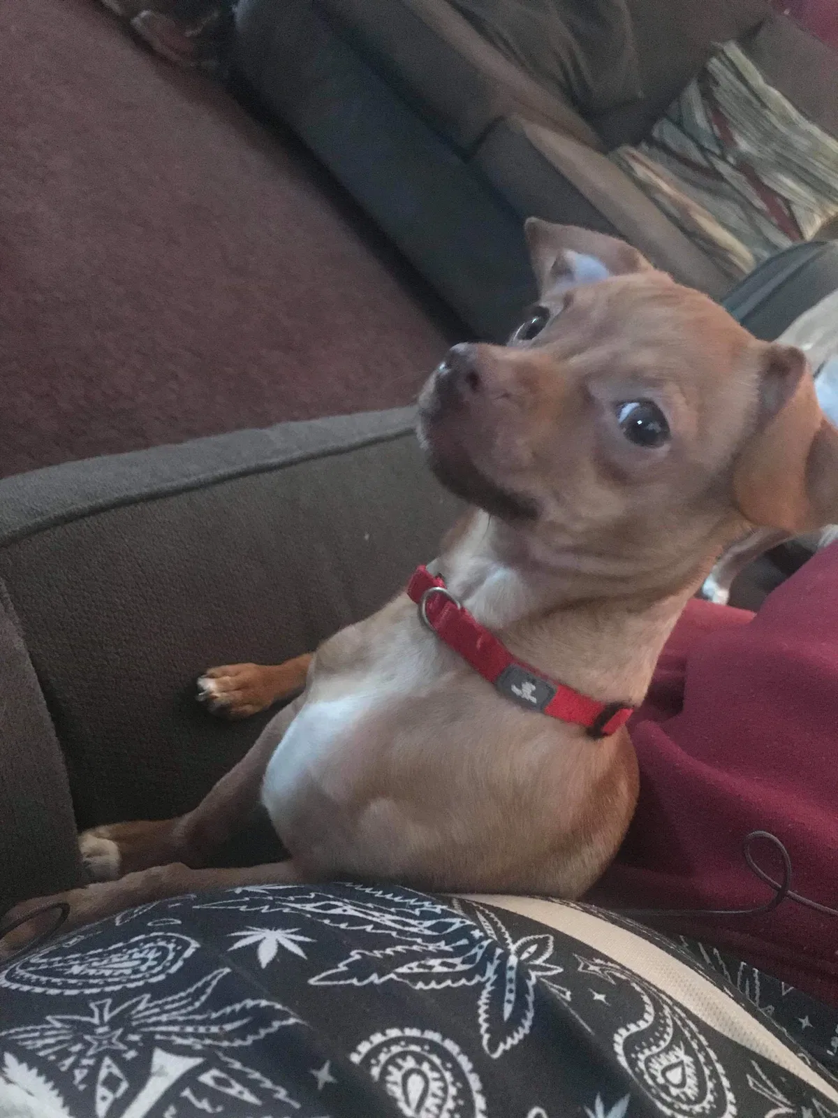 Lost dog in Columbus, OH, 43211