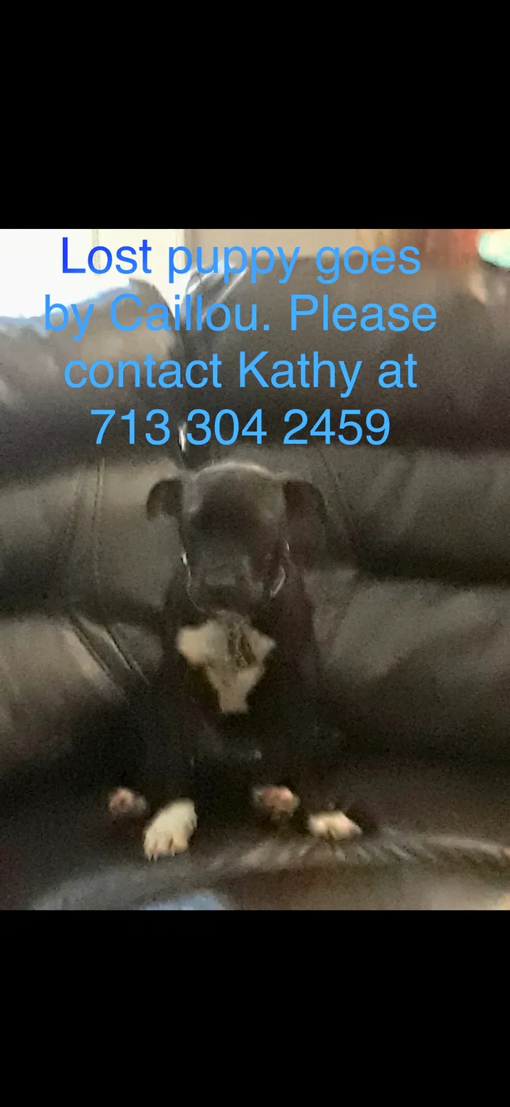 Lost dog in Hempstead, TX, 77445