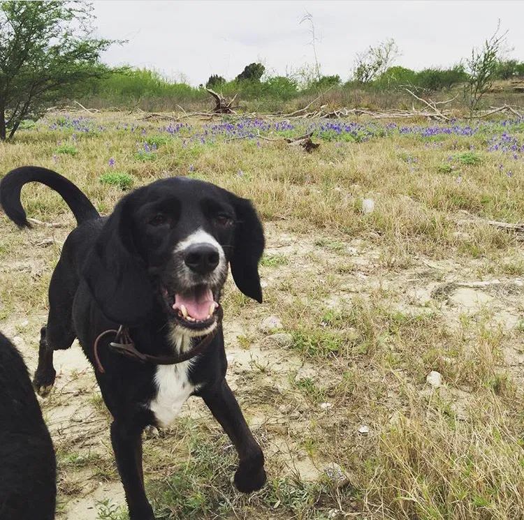 Lost dog in San Antonio, TX, 78213