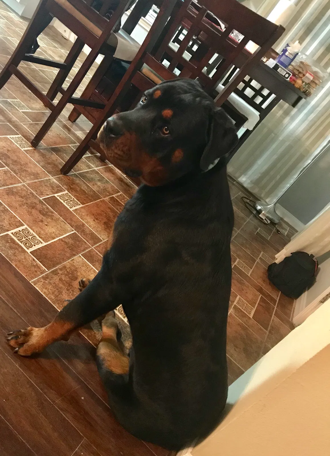 Lost dog in Manor, TX, 78653