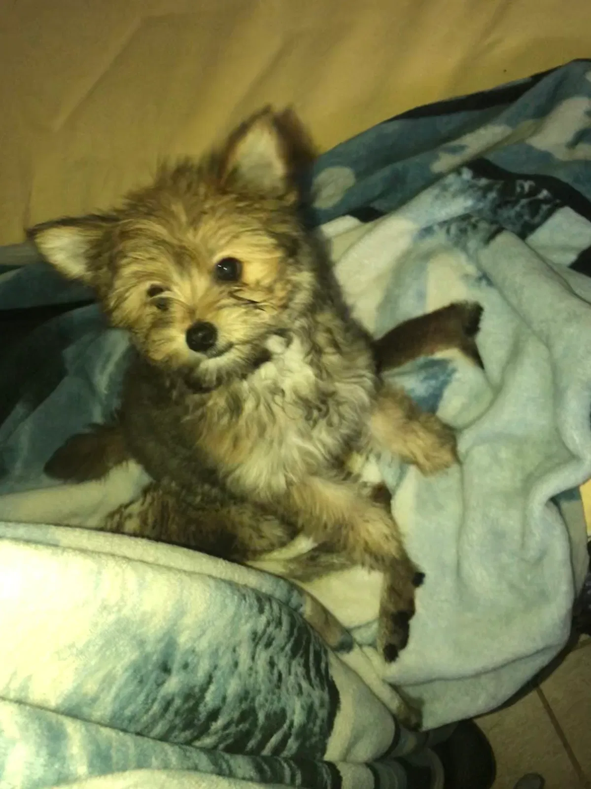 Lost dog in Garland, TX, 75042