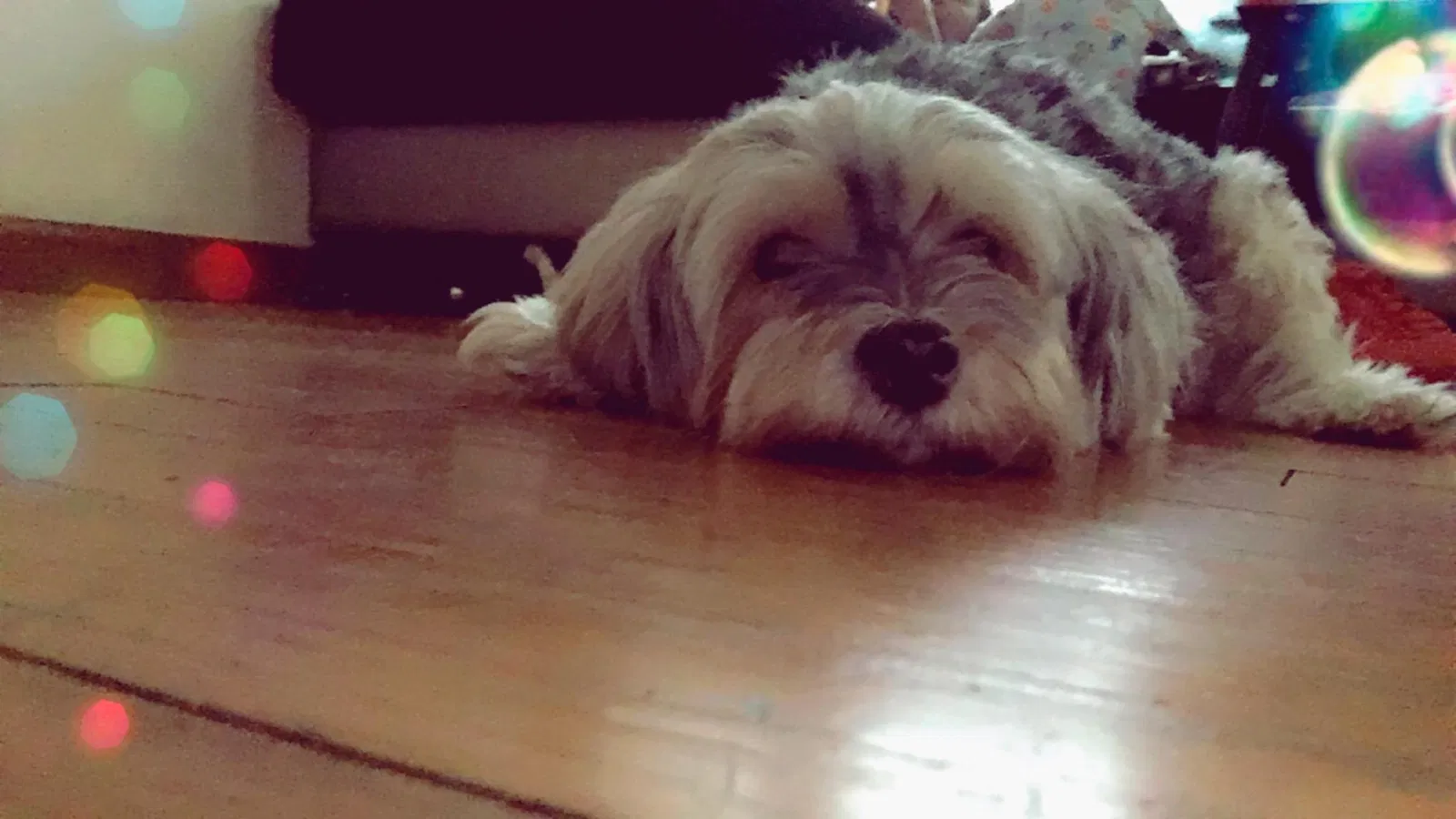 Lost dog in Detroit, MI, 48235