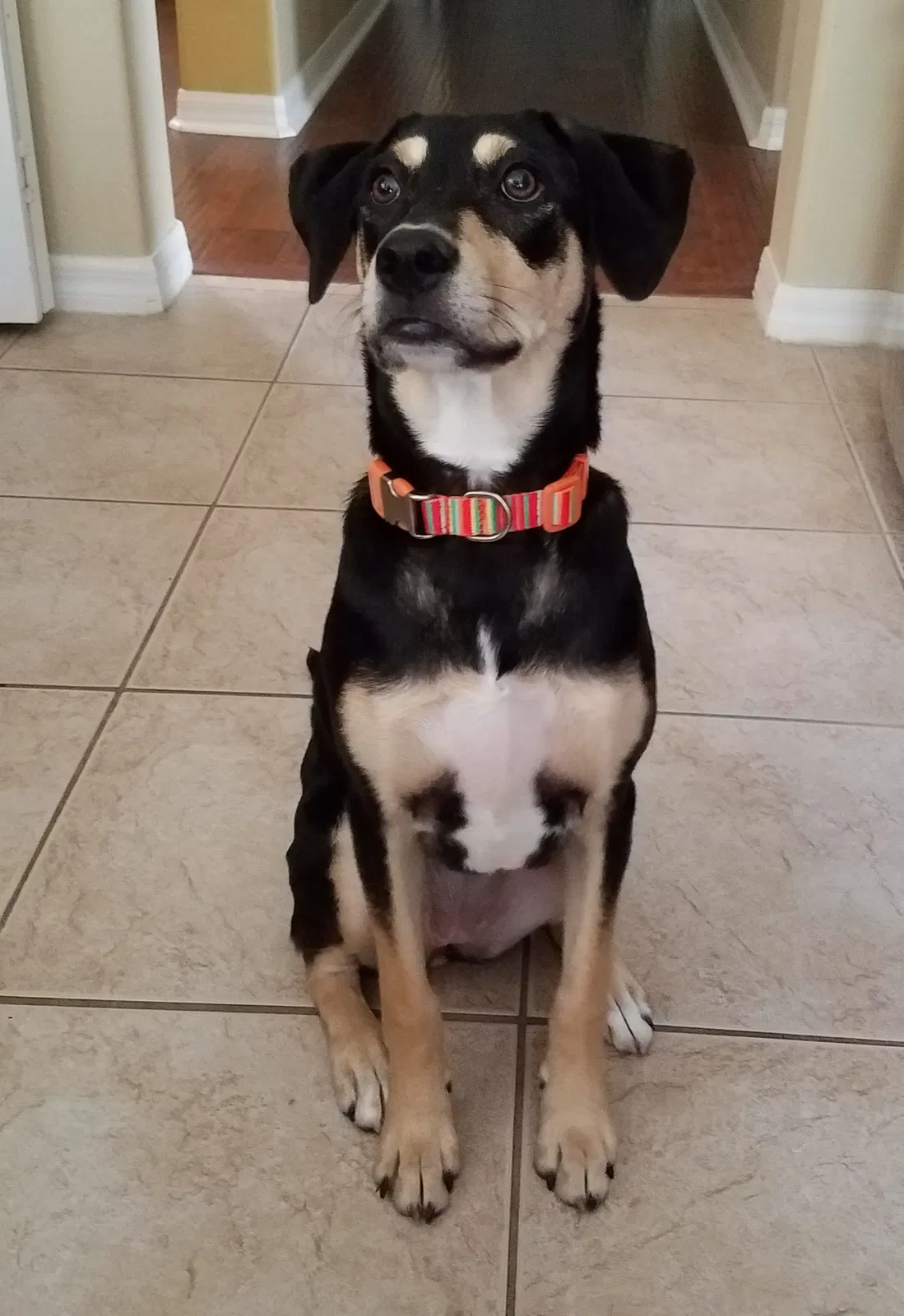 Lost dog in Unknown, FL, 32846