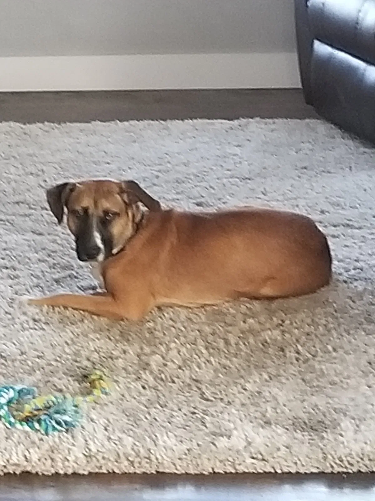 Lost dog in Milford, TX, 76670