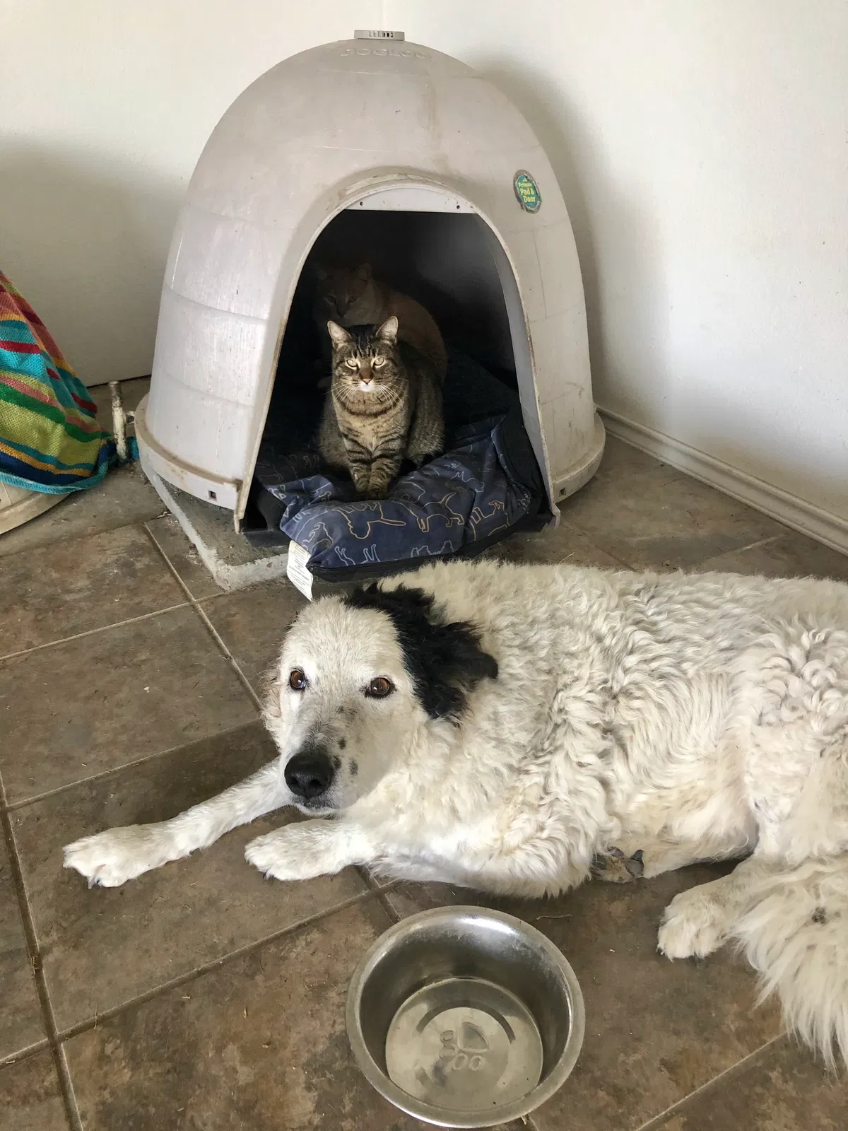 Lost dog in Fort Worth, TX, 76108