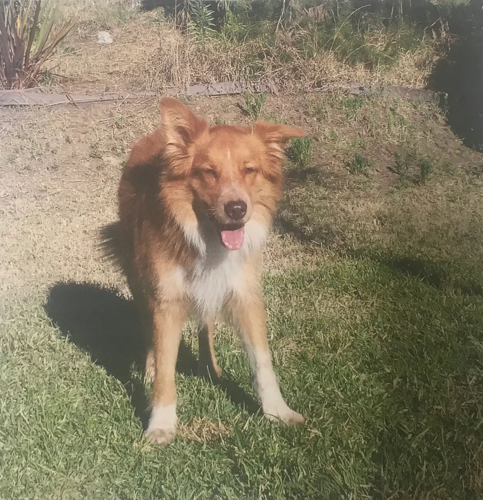 Lost dog in Heath Springs, SC, 29058