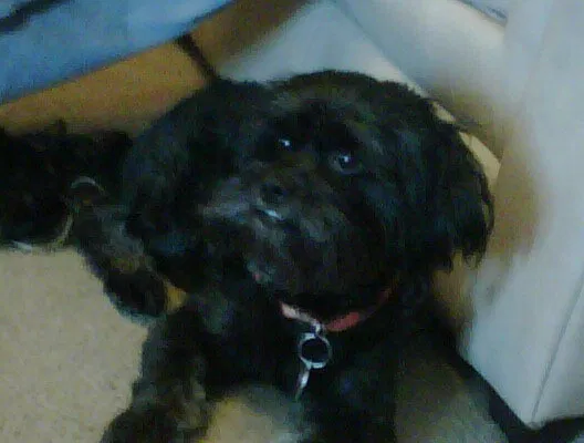 Lost dog in Lubbock, TX, 79404