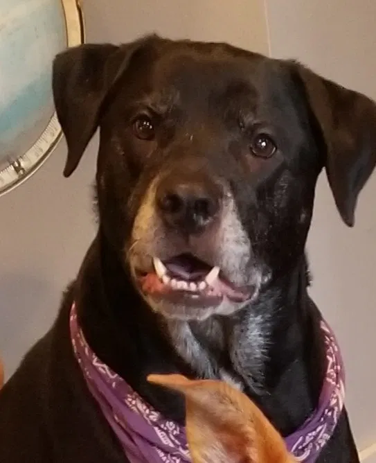 Lost dog in Dallas, TX, 75228