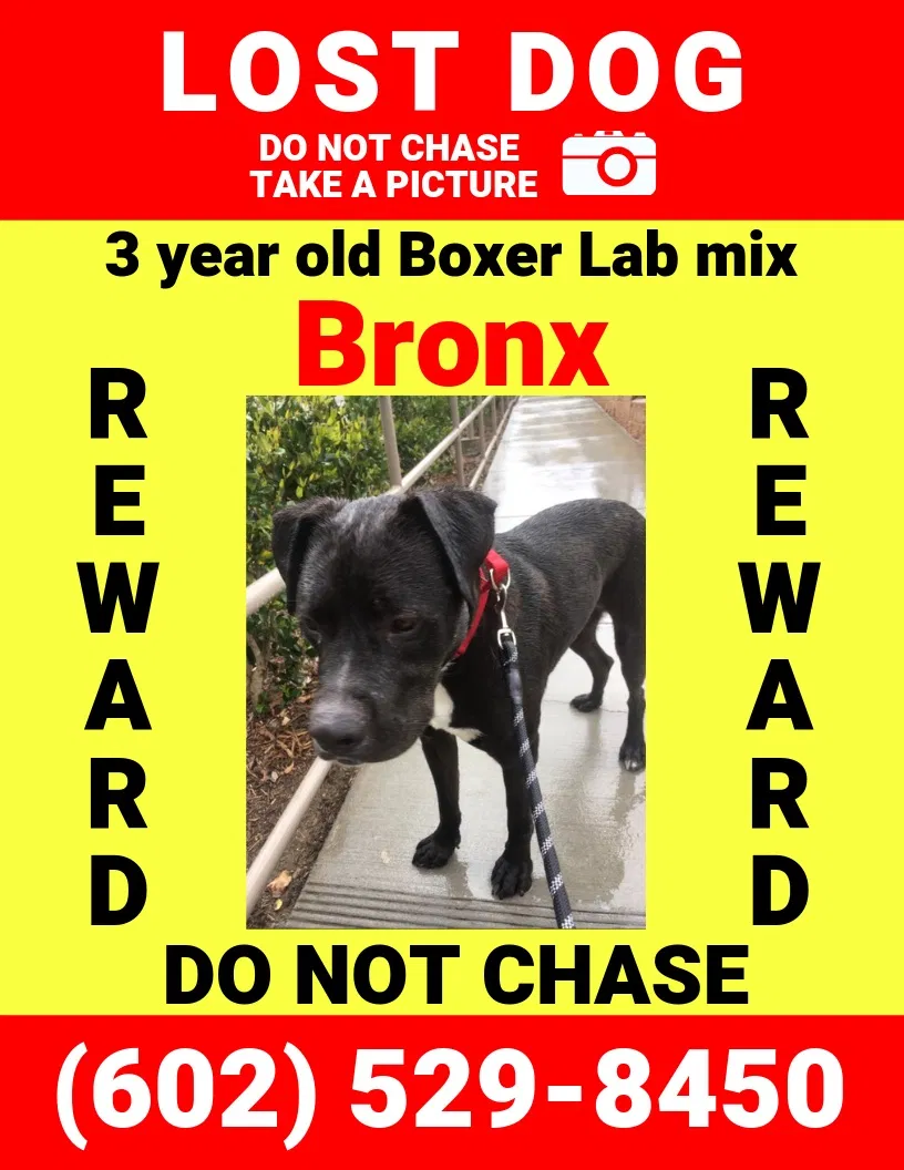 Lost dog in San Marcos, CA, 92078