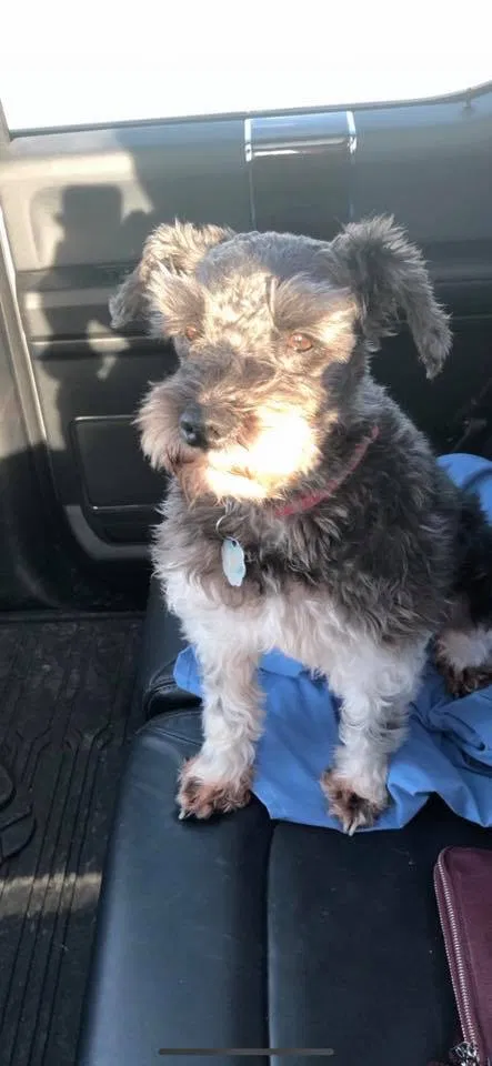 Lost dog in Rose Hill, KS, 67133