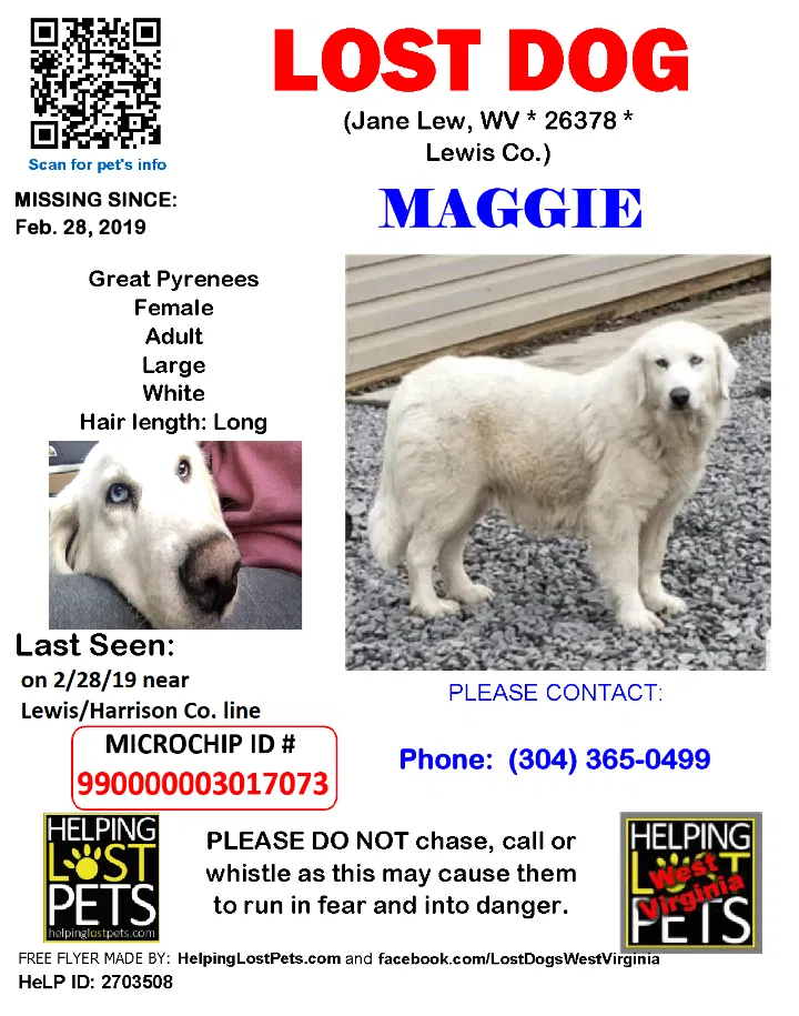 Lost dog in Jane Lew, WV, 26378