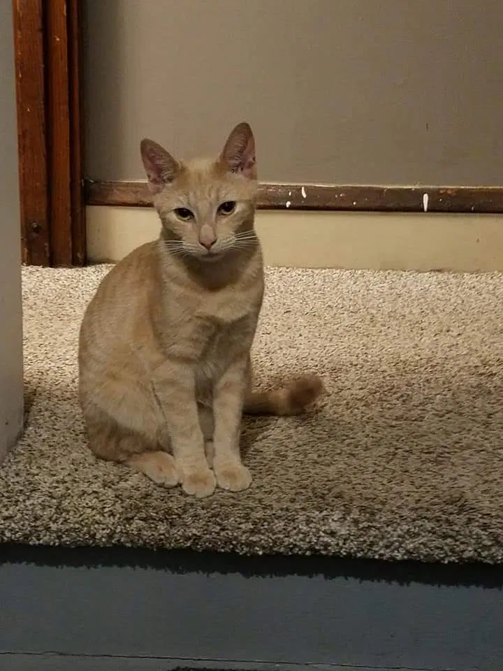 Lost cat in Elmira, NY, 14901
