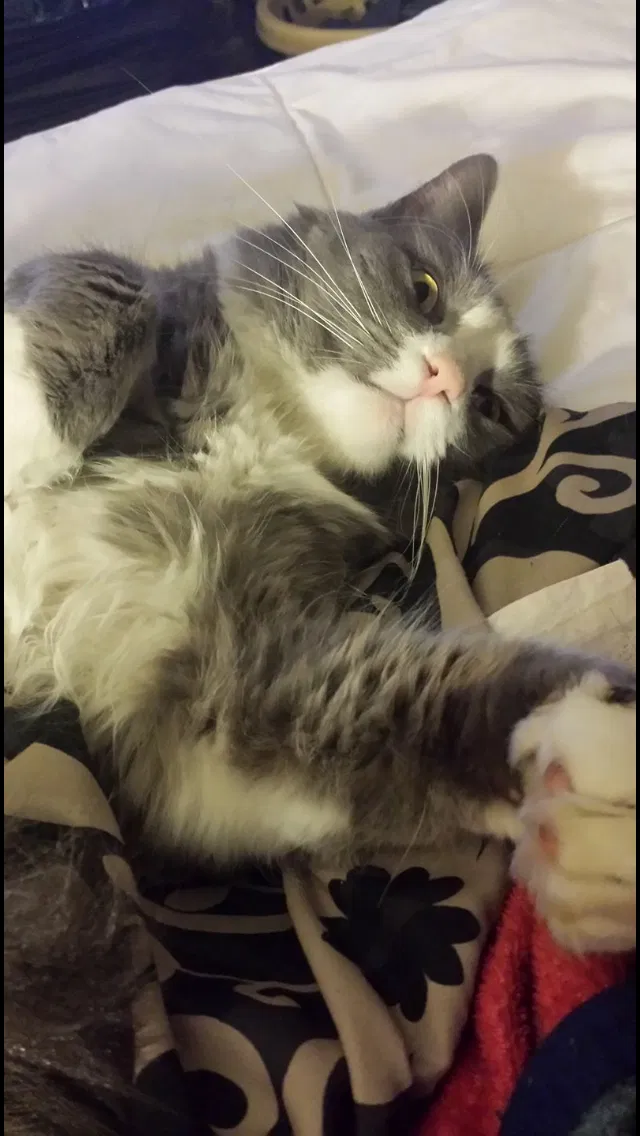 Lost cat in Denver, CO, 80227