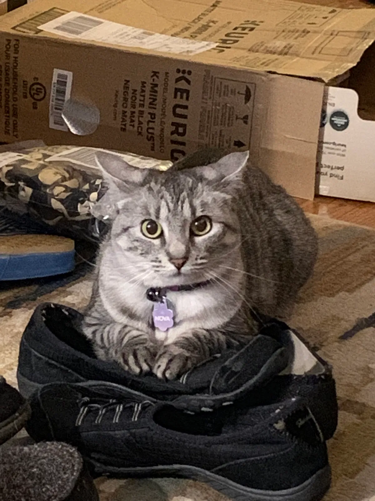 Lost cat in Denver, CO, 80232