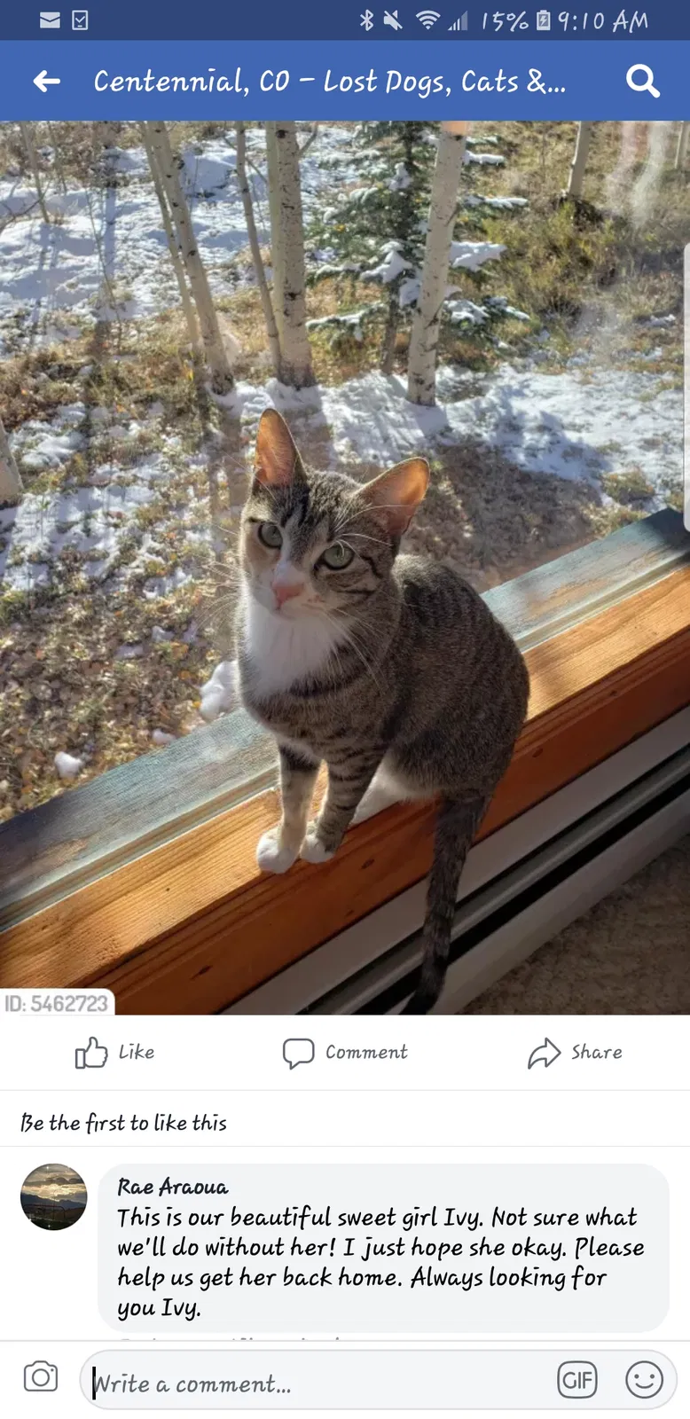 Lost cat in Englewood, CO, 80111