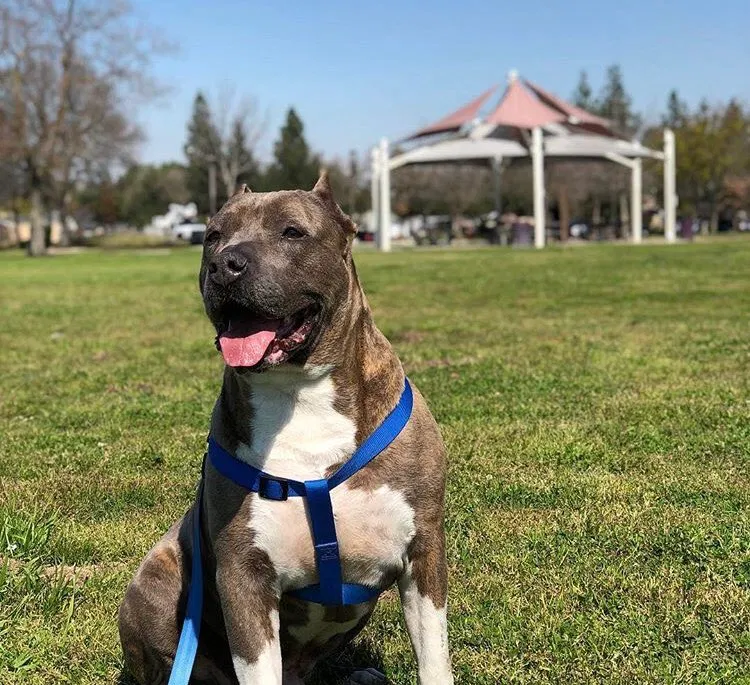 Lost dog in Fresno, CA, 93722