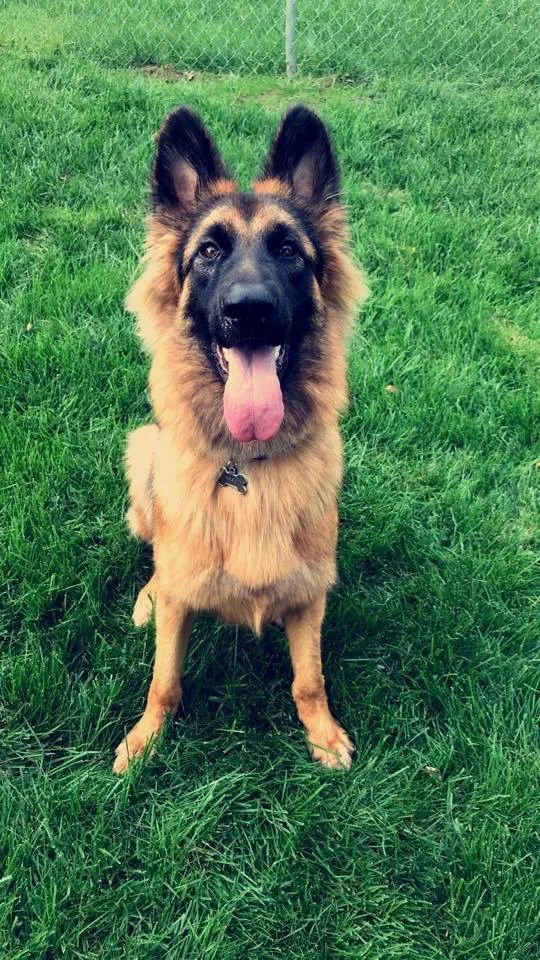 Lost dog in Eudora, KS, 66025