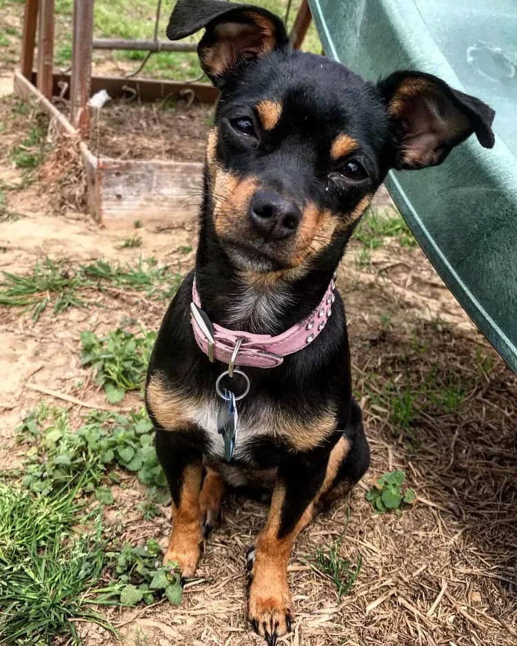 Lost dog in Malvern, AR, 72104