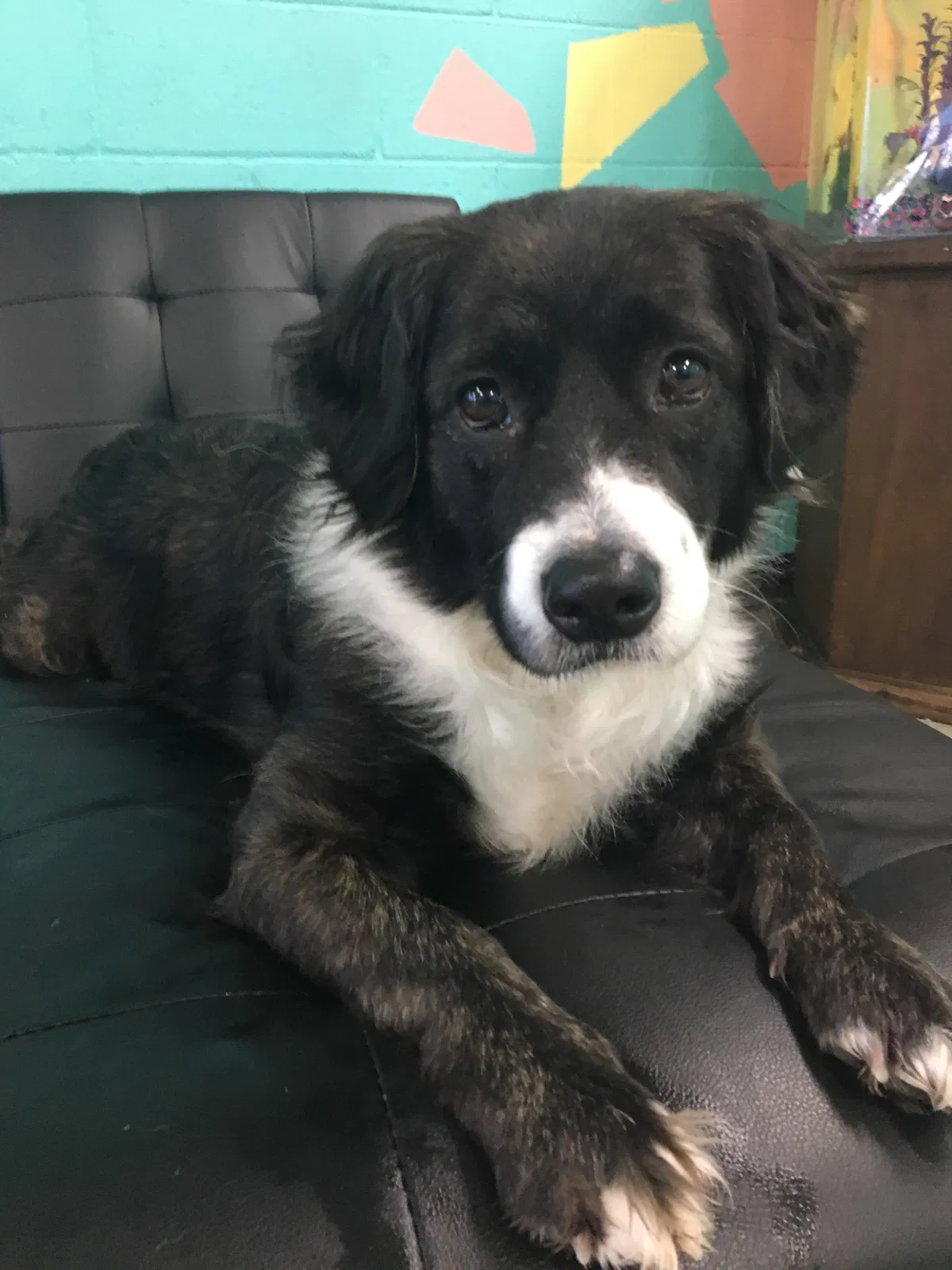 Lost dog in Los Angeles, CA, 90063